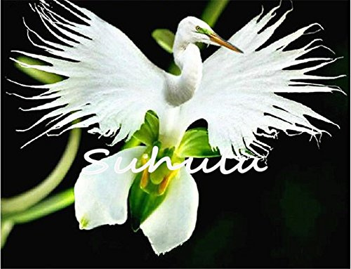 30 pezzi orchidée tigre japonaise semi-blanche et noire Radiata Garzetta orchidée semi-rara espèce de fleurs du monde pour la decoration du jardin de la maison 10