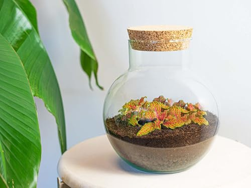 urbanjngl - Noah Pflanzen Terrarium DIY Kit - Ø 18,5 cm, Höhe 19 cm - Selbstregulierendes Ökosystem für Pflanzen, ideal für Zuhause und Büro