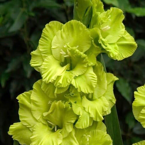 Gladiolus Flower Seeds 40pcs Green