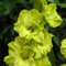 Semillas de flores de gladiolo 40 piezas verdes