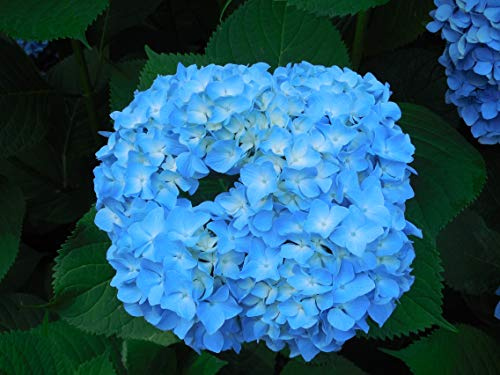 10 Stem Cuttings of Hydrangea Macrophylla Nikko Blue Bigleaf
