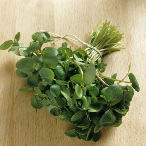 Semi di crescione - Nasturzio officinale - da orto giardino sul balcone semi da giardino cucina del giardino 500pcs