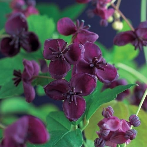 Akebia quinata 30–50 cm – Schokoladenwein/Akebie, winterharte Kletterpflanze mit duftenden Blüten, schnellwachsend für Pergola, Zaun & Spalier
