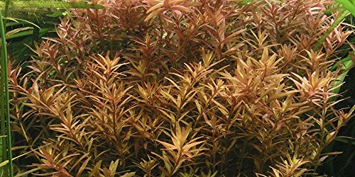Aquariumpflanze Rotala rotundifolia von Tropica Nr.033 Wasserpflanzen Aquarium Aquariumpflanzen