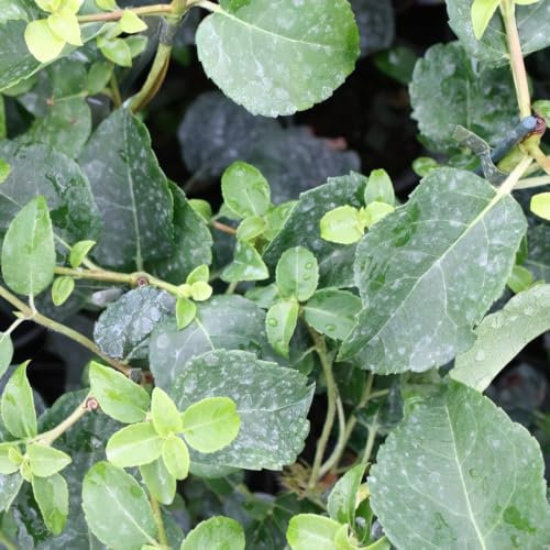 Hydrangea ‘Petiolaris’ 9cm Plant x 2. Climbing Hydrangea. Available from Bedwen Plants