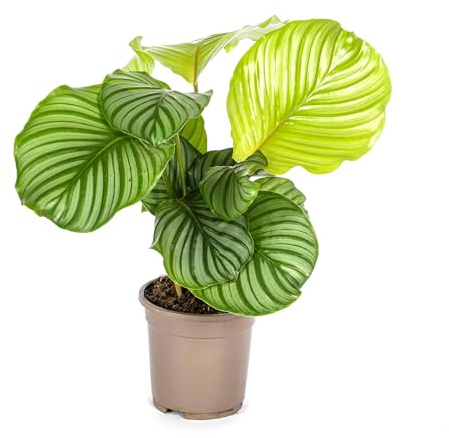 Rundblättrige Glockenblume (Calathea orbifolia) - 40-50cm - Ø17cm - Zimmerpflanze - Immergrün