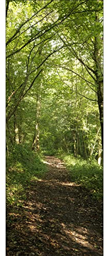PLAGE Papier Peint Intissé Photo Nature Forêt Chemin Promenade Panoramique 250 cm X 96 cm pour Décoration Murale