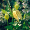 Clematis Tangutica- Clématite tangutica 50-60 cm en conteneur