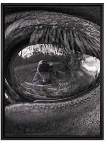 Pixxprint Auge vom schwarzen Hengst Leinwandbild 80x60 cm im Bilderahmen, Wandbild, Schattenfugenrahmen, Kein Poster