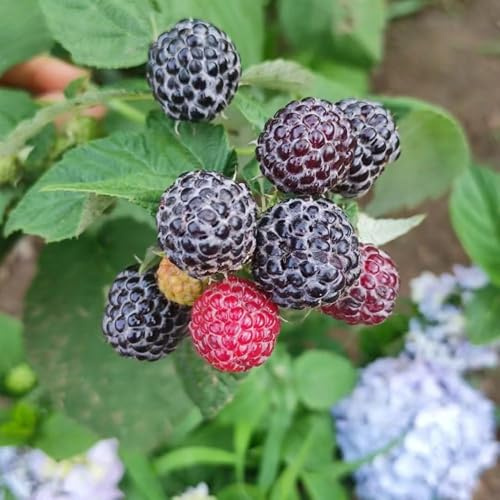 semillas de balcón frambuesa, semillas jardín frambuesa de jardin trepadoras, perennes resistentes, 200pcs