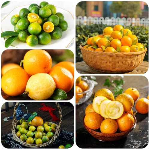 Semi di kumquat, rari Citrus japonica, da frutto da balcone fresca giardino di semi del frutto colonnare 250pcs