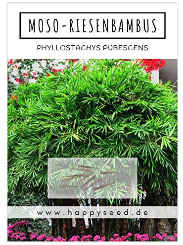 Bambus Samen mit hoher Keimrate - Bambussamen schnellwachsend & winterhart ideal als dekorativer Sichtschutz (Moso Riesenbambus)