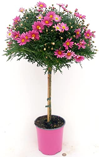 POWERS TO FLOWERS - MARGHERITA ALBERELLO ROSA Altezza 100/110cm, pianta vera