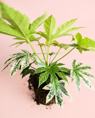 Fatsia Japonica Variegata | Plantas Naturales Interior | Pur Plant
