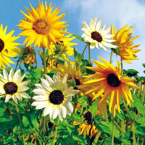 Sunflower Miniature Mixed Seeds – Bright & Vibrant Blooms – Hardy Annual – Easy to Grow – Create Stunning Displays