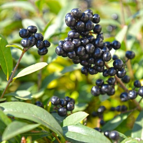 semillas de aligustre de hoja perenne - Decoración jardín resistentes exterior 250pcs