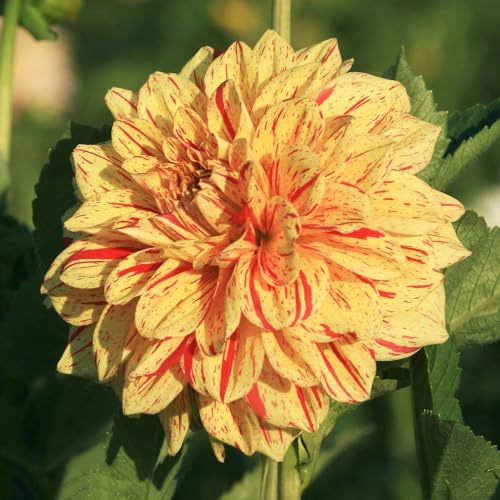 Tuberi di dalia - resistenti in vaso giardino interno balcone rialzato con letto giardino roccioso roccioso all'aperto arredamento del soggiorno raro sul balcone 2pcs