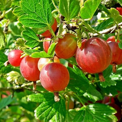 Red Gooseberry Plant Live for Planting, Gooseberry Bush Live Plant Gooseberry Starter Plant Ready to Grow
