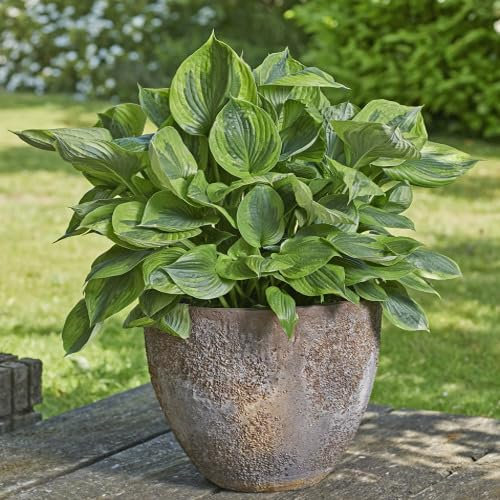 100pcs Hosta Plant Seeds Green