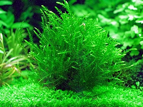 Lincolnshire Pond Plants Ltd Fontinalis Antipyretica Oxygenating Pond Plant - Fish or Wildlife Pond and bog Aquatic Plants - 5 Bunches