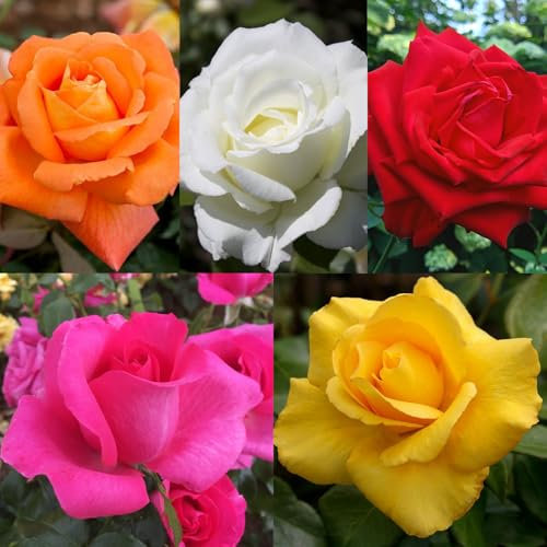 Carbeth Plants Pink Potted Rose Bush in 3 Litre Pot - Vibrant Hybrid Patio Roses - Strong & Healthy Plant Low Maintenance Garden Shrub - Abundant Blooms, Garden & Container Ready