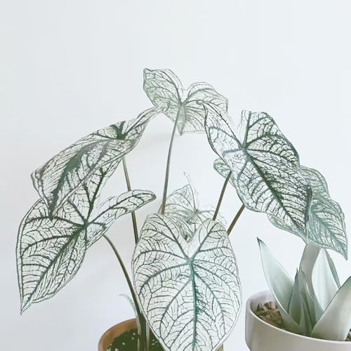 Planta de caladio - semillas semillas de jardín plantas en macetas plantas balcón maceta planta maceta interior balcón con camas elevadas herbáceas - raras - decorativas bonsái jardín 400pcs