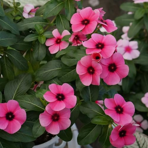 Semillas resistentes de arbustos de hoja perenne primavera, resistentes Catharanthus roseus arbustos, semillas perennes, jardín 300pcs
