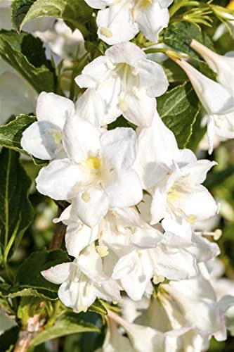 Weigela 'Snowflake' 60–100 cm – Winterhart, Mehrjährig, Pflegeleicht – Weigelie – Zierstrauch für Beet & Rabatte