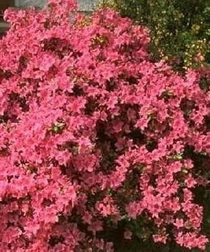 Japanische Azalee Stewartoniana - Rhododendron obtusum Stewartoniana - 25-30cm
