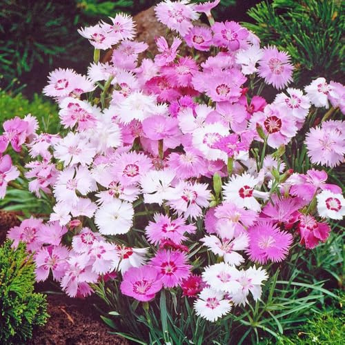 Dianthus Sweetness Seeds – Masses of Large, Fragrant Flowers on Dwarf Plants – Hardy Perennial – for Your Beautiful Garden