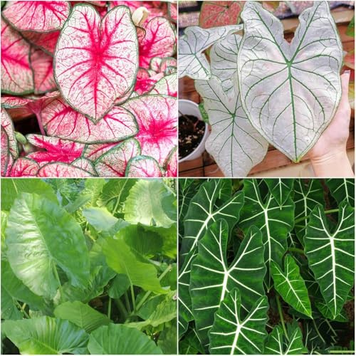 alocasia für draußen indoor garden, heckenpflanzen bonsai exotische pflanzensamen auch für dunklere Standorte, einfacher Anbau, topfpflanzen wohnzimmer 500samen