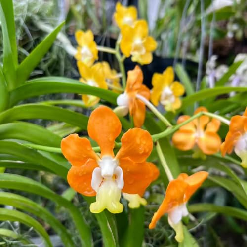 Orchidea Vanda semi di giardino interni perenni resistenti semi di giardino selvatici balcone decorativi scalatrici selvatici resistenti del 180pcs
