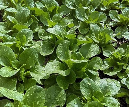 Lotto di 500 Semi di Lattuga Verde di Cambrai - Varietà tradizionale e gustosa - Facile da coltivare per i principianti - 100% naturale - Qualità gustativa - 100% riproducibile