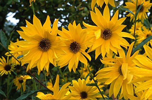 Portal Cool 50 Grandi gialle semi perenni Marguerite Heliantus Fiori organici Metodo