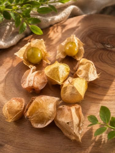 10x Ananaskirsche Samen Physalis pruinosa - Süß & Sehr Ertragreich