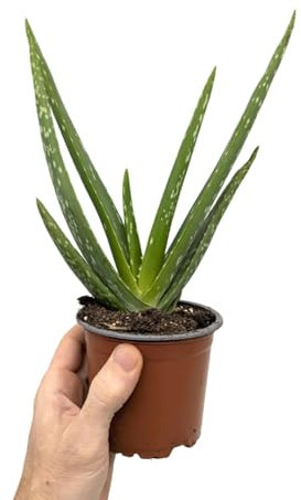 Aloe Vera - Jade Plant 30cm (10.5cm Nursery Pot)