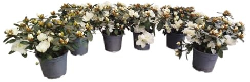 Azaleas Flores Blancas | Set 6 Unidades |DECOALIVE |Plantas Vivas y Naturales