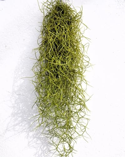 Tillandsia usneoides standard; Barba de Viejo, Musgo Español, Planta del Aire Colgante Decorativa; Curiosarium; Interior/Exterior, Sin Sustrato, Longitud 50-60 cm, Diámetro 15 cm.