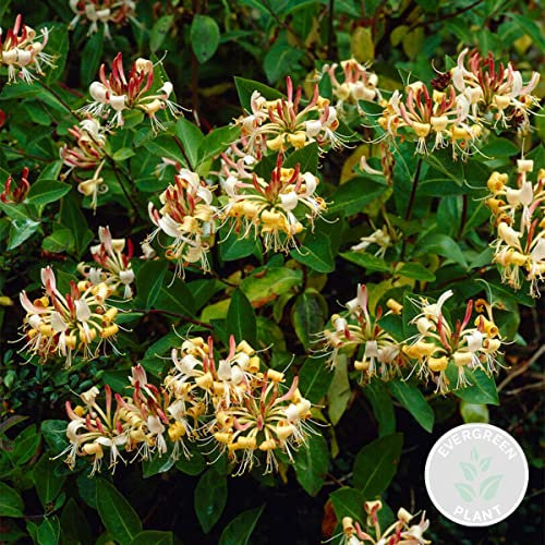 Bloomique - Lonicera henryi - Caprifoglio - Arancione e rosso - Rampicante - Pianta da giardino - Sempreverde - Resistente al freddo - Alta 50-70 cm - Vaso da 15 cm