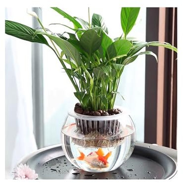 RUNZE765Z Zimmerpflanzen Hydrokulturgefäß, Pflanzenglas, transparente Vase, Wasserpflanze, Fischbehälter, grüner Blumentopf for den Innenbereich Pflanztopf Groß(Mittel)