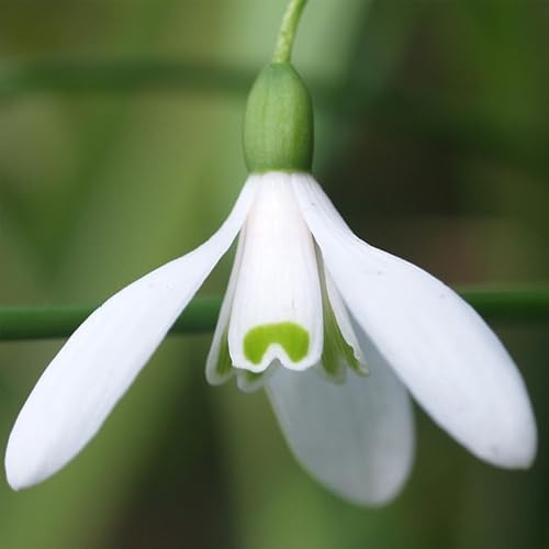 Bulbi di da Fiore | Bulbi provenienti dai migliori produttori Olandesi | Esclusiva selezione e controllo qualità | Fioritura garantita dal primo anno. (20 Galanthus nivalis BUCANEVE)