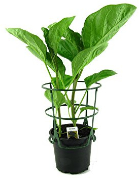 Aubergine Pflanze (Solanum melongena)