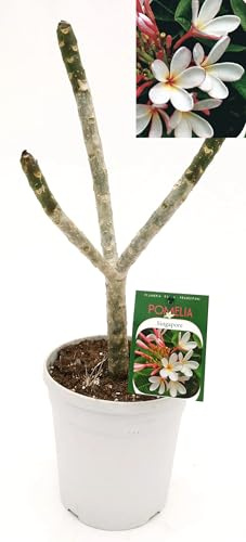 POWERS TO FLOWERS - PLUMERIA FRANGIPANI BIANCA SINGAPORE, altezza 50cm, vaso 18, pianta vera