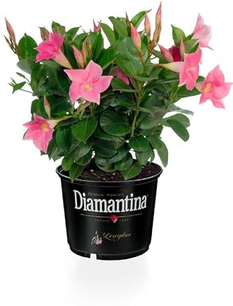 Dipladenia Rosa - Planta Trepadora con Floración Prolongada y Natural