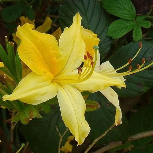 100pcs Azalea Flower Seeds
