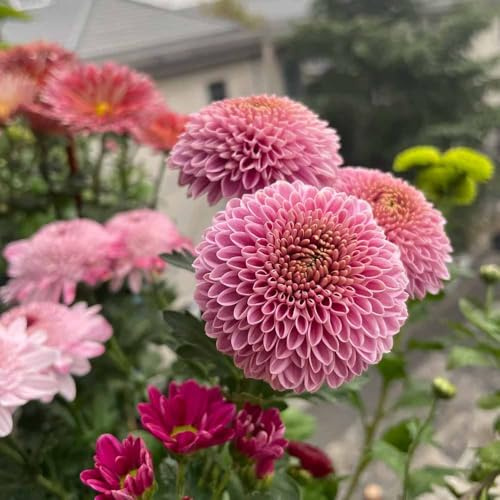 Pompon Mamma - gartensamen blumensamen exotische balkon blumenwiese chrysanthemen dekopflanzen garten winterharte 50samen