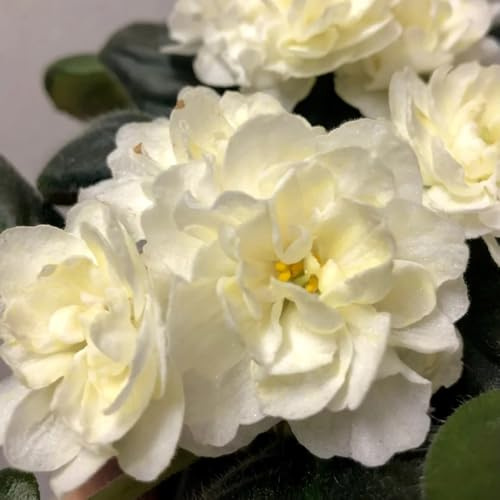 usambaraveilchen - steingartenpflanzen winterhart wildblumensamen frühlingsblumen indoor kräutergarten topfpflanzen echt winterharte stauden mehrjährig wildkräuter kräutersamen 50samen