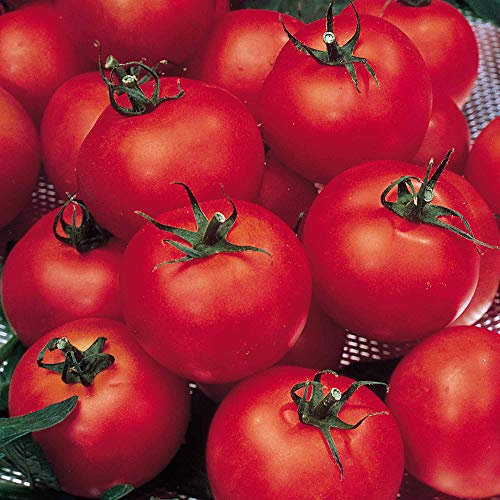Suttons Tomato Seeds - F1 Shirley, Tomato Seeds, 10 Seeds per Pack, Grow Your own, Ideal for containers, beds and Boarders and Greenhouse