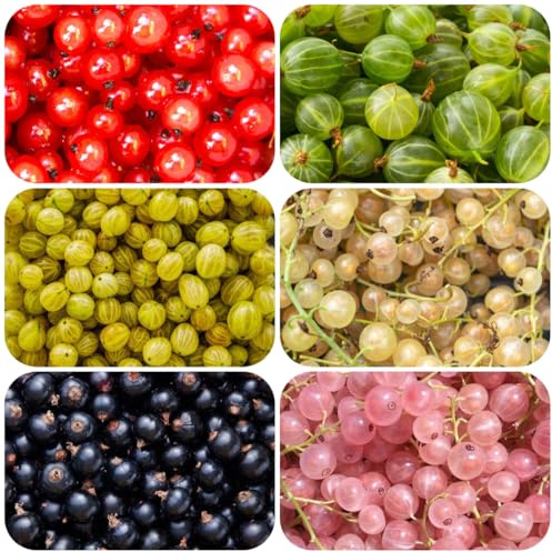 semi di uva spina resistenti - colonnare fresca da serre balcone semi di rari regali per gli amanti del giardino 100pcs