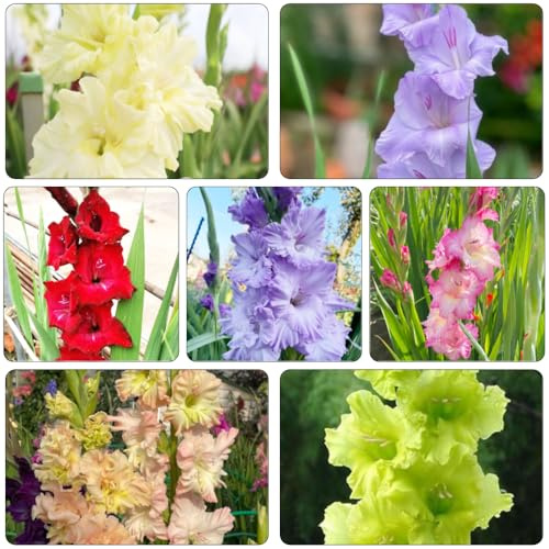 gladiolen pflanztöpfe zimmerpflanzen hochbeett blumenzwiebeln mehrjährig winterhart büropflanzen blumenwiese bonsai dachbegrünung kräutergarten garten deko büro balkonpflanzen 5zwiebeln